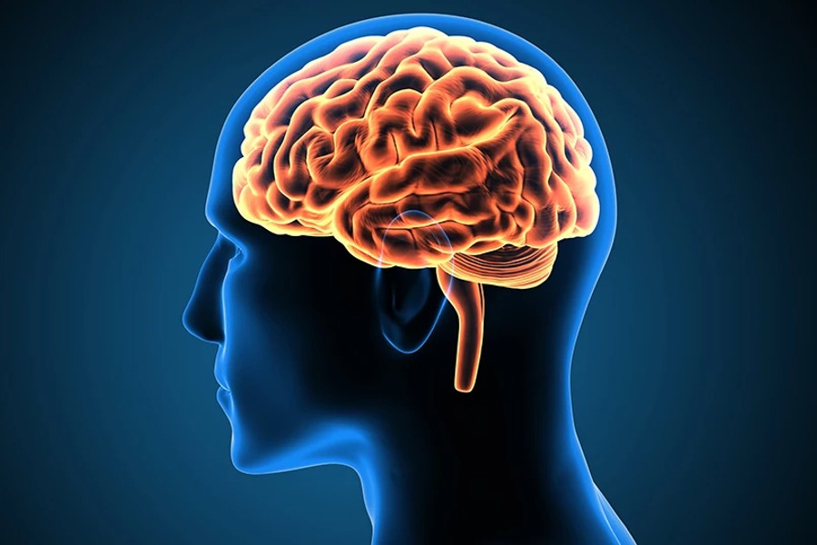 brain